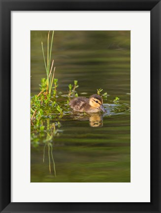 Framed Mottled Duckling In A Pond Print