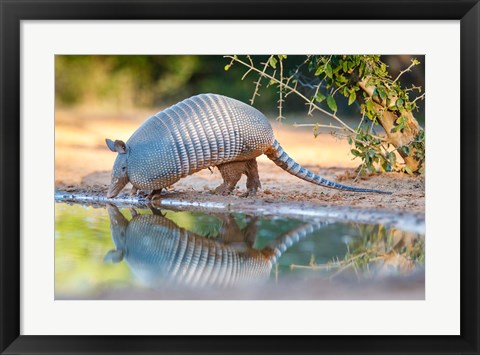 Framed Nine-Banded Armadillo Drinking Print