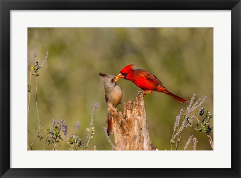 Framed Northern Cardinal Challenging A Pyrrhuloxia Print