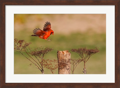 Framed Northern Cardinal Landing On A Perch Print