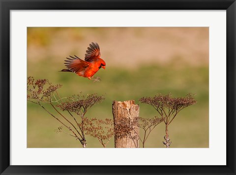 Framed Northern Cardinal Landing On A Perch Print