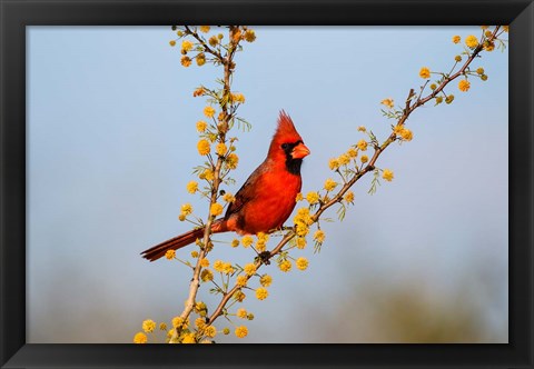 Framed Northern Cardinal Perched In A Blooming Huisache Tree Print