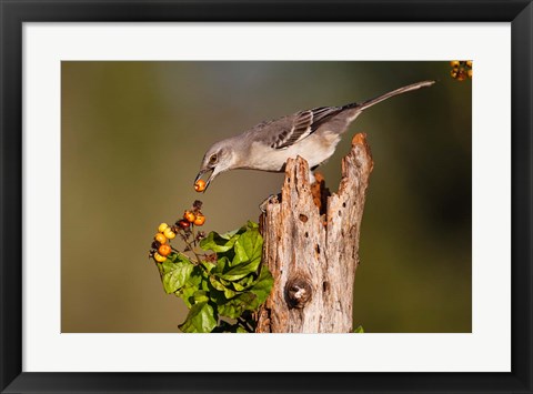 Framed Northern Mockingbird Feeding On Anaqua Berries Print