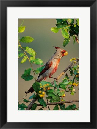 Framed Pyrrhuloxia In An Anacua Tree Print