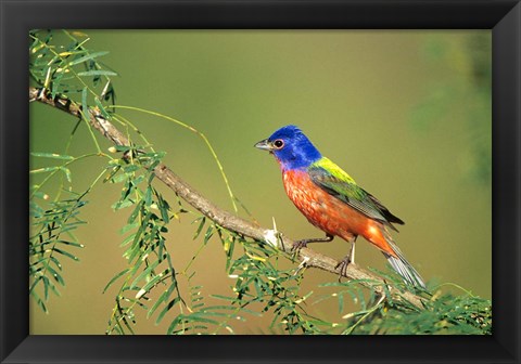 Framed Painted Bunting Perched Print