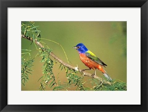 Framed Painted Bunting Perched Print