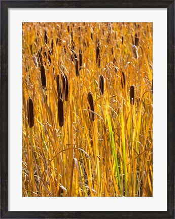 Framed Cattails In A Field, Utah Print