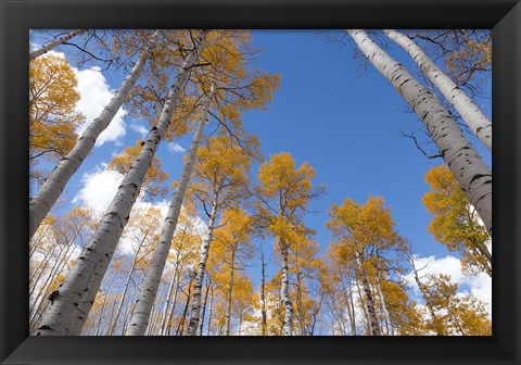 Framed Autumn Aspen Trees In The Fishlake National Forest, Utah Print