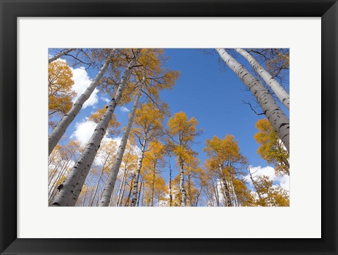 Framed Autumn Aspen Trees In The Fishlake National Forest, Utah Print