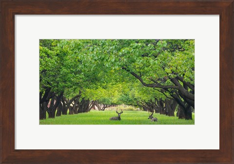 Framed Deer Resting In A Sylvan Orchard Print