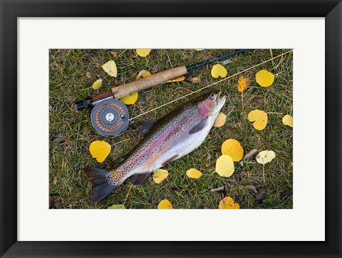 Framed Rainbow Trout And Fly Rod Print