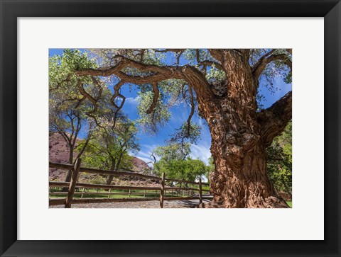 Framed Old Cottonwood Tree And Fence Print