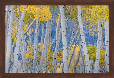 Framed Aspen Trees In Autumn At Fishlake National Forest, Utah Print