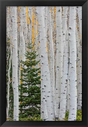 Framed Conifer Tree In An Aspen Forest Print