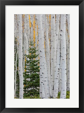 Framed Conifer Tree In An Aspen Forest Print