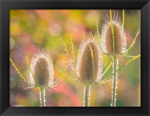 Framed Backlit Teasel Weeds Print