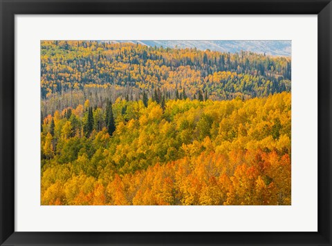 Framed Manti-La Sal National Forest In Autumn, Utah Print