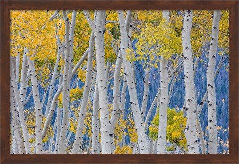 Framed Aspen Trees In Autumn, Utah Print