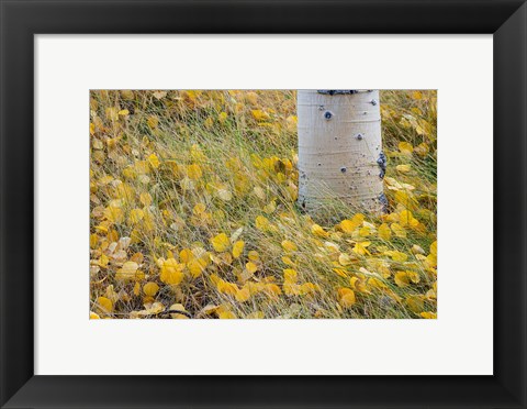 Framed Aspen Leaves In Grass Print