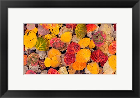 Framed Autumn Aspen Leaves In A Pool Print