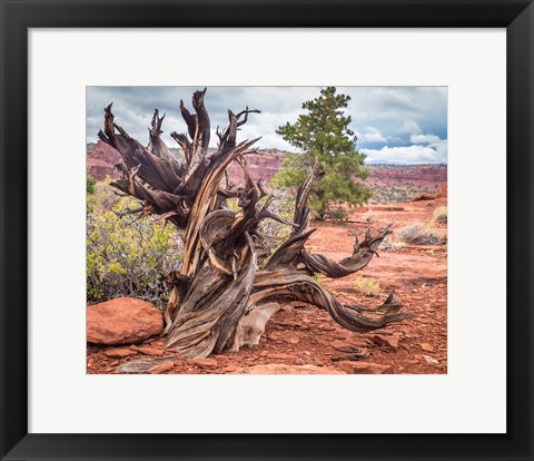 Framed Gnarled Juniper Tree, Utah Print