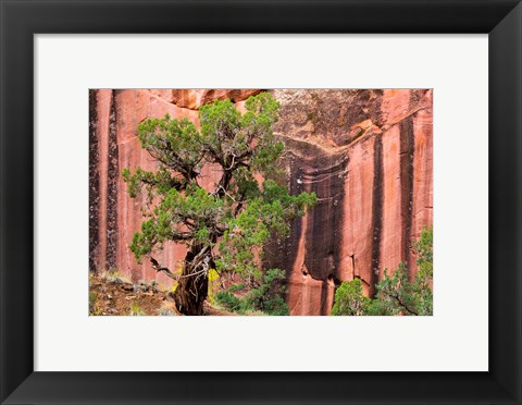 Framed Juniper Tree And A Cliff Streaked With Desert Varnish, Utah Print