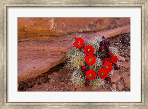 Framed Red Flowers Of A Claret Cup Cactus In Bloom Print