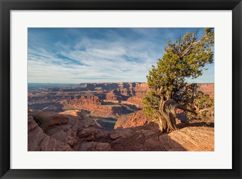 Framed Juniper Tree At Dead Horse Point State Park Print