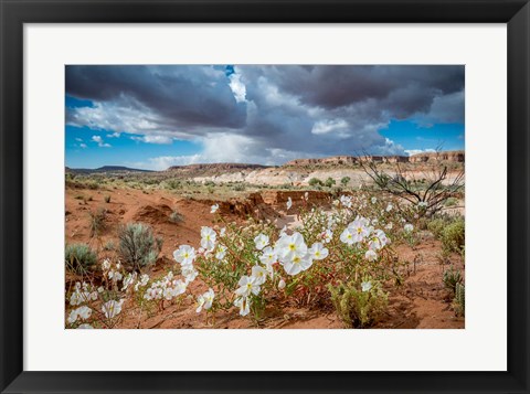 Framed Evening Primrose In The Grand Staircase Escalante National Monument Print