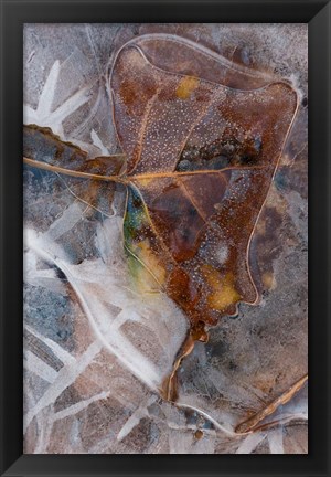 Framed Frozen Aspen Leaf In A Stream Print