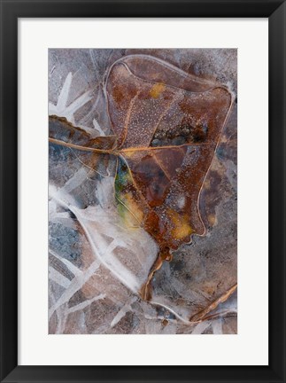 Framed Frozen Aspen Leaf In A Stream Print