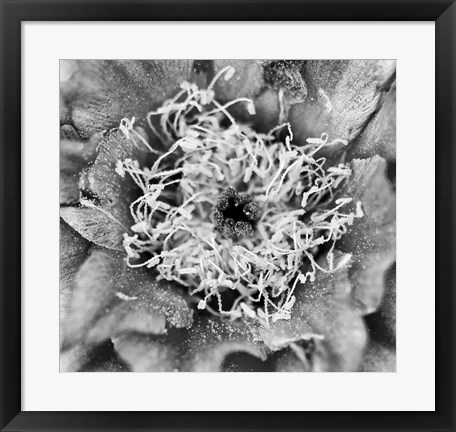 Framed Whipple&#39;s Fishhook Cactus (BW) Print