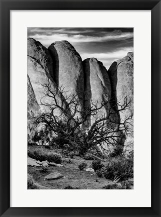 Framed Gnarled Tree Against Stone Fins, Arches National Park, Utah (BW) Print