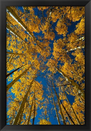 Framed Autumn Aspenat  Big Cottonwood Canyon, Utah Print