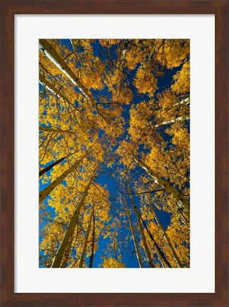 Framed Autumn Aspenat  Big Cottonwood Canyon, Utah Print