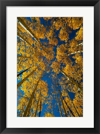 Framed Autumn Aspenat  Big Cottonwood Canyon, Utah Print