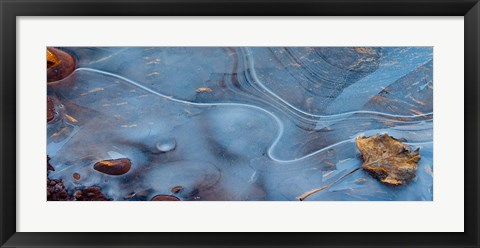 Framed Frozen Leaf Surrounded By Ice Print