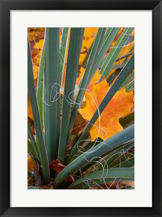 Framed Detail Of Yucca And Yellow Maple Leaves Print