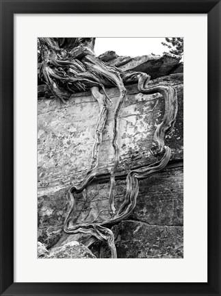 Framed Desert Juniper Tree Growing Out Of A Canyon Wall (BW) Print