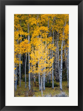 Framed Yellow Aspens In The Flaming Gorge National Recreation Area, Utah Print