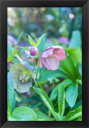 Framed Virginia, Williamsburg, Hellebore Print