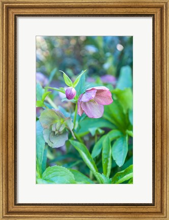 Framed Virginia, Williamsburg, Hellebore Print