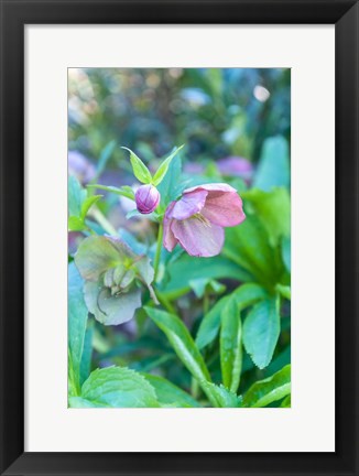 Framed Virginia, Williamsburg, Hellebore Print