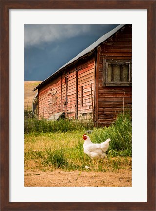 Framed Chicken Near A Coop Print