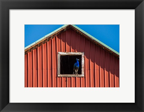 Framed Peacock In A Barn Window Print