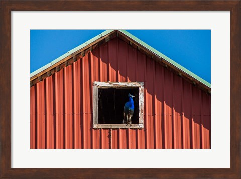 Framed Peacock In A Barn Window Print