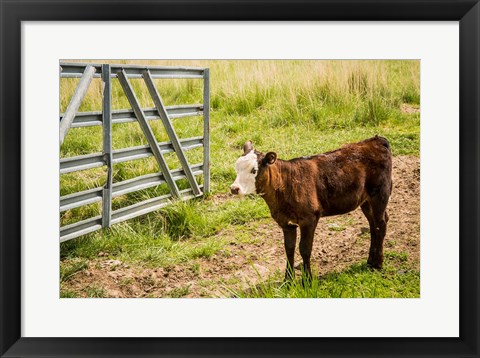 Framed Cow At Pasture Print