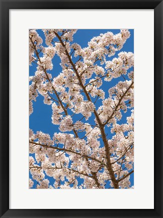 Framed Cherry Tree Blossoms In Spring, Washington State Print