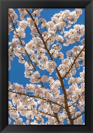 Framed Cherry Tree Blossoms In Spring, Washington State Print