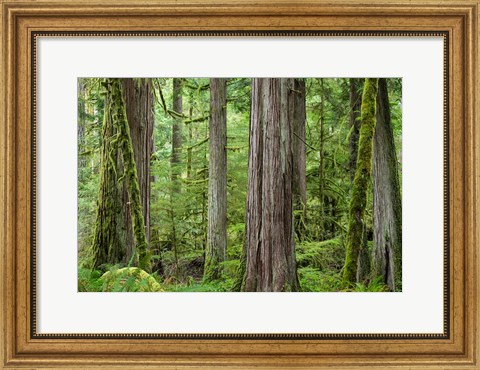 Framed Old Growth Forest On Barnes Creek Trail, Washington State Print